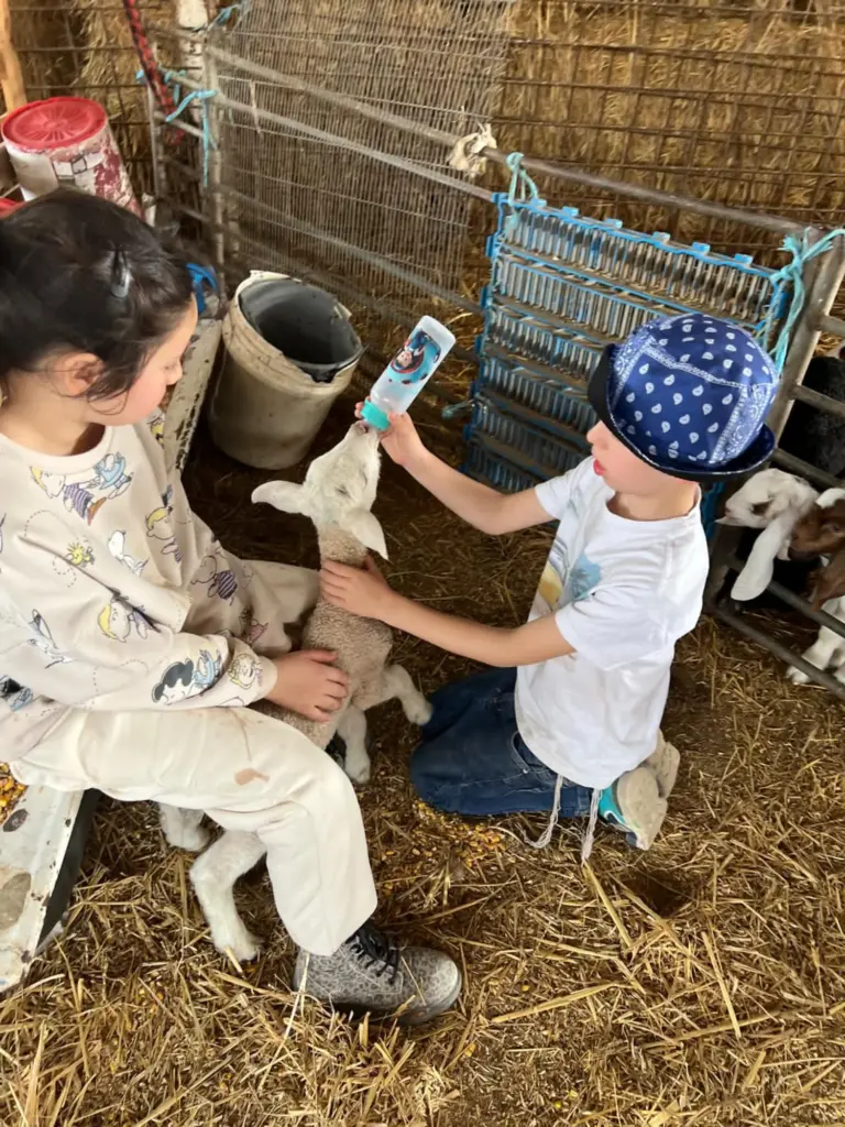 שני ילדים מאכילים טלה בבקבוק בפינת החי בחוות הדקלים בנגב